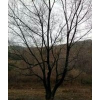 大徑低分支五角楓