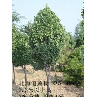 山東淄博5-6CM北海道黃楊