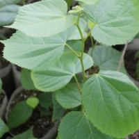 歐洲小葉椴青島抬頭園林椴樹精品苗木