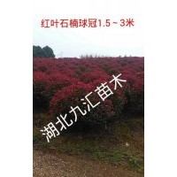 紅葉石楠球、紅繼木球、女貞球、含笑球、杜鵑球、茶梅球