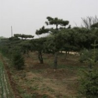 泰山松|聚源園林|泰山松樹(shù)價(jià)格