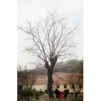 供應大規(guī)格柿子樹！