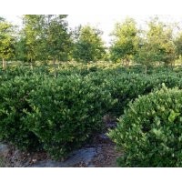 供應(yīng)冠150金森女貞球