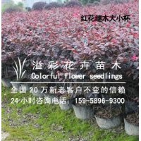 紅葉石楠大小杯苗 金森女貞大小杯苗供應