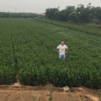 山東招遠大葉黃楊球苗價格