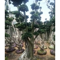 漳州嫁接造型榕樹樁頭永秀花卉基地批發(fā)供應(yīng)
