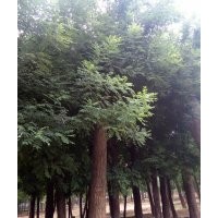 80國(guó)槐皂角