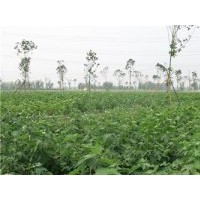 構(gòu)樹(shù)苗生產(chǎn)基地、構(gòu)樹(shù)苗、鑫森源(查看)