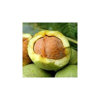 大量供應(yīng)山西運(yùn)城優(yōu)質(zhì)紙皮核桃