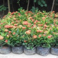 貴州苗木批發(fā)價，貴州馬尼拉草皮/草坪，貴州綠化苗木