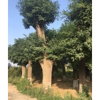 山西運城絳縣供應(yīng)國槐苗，60-80公分大樹