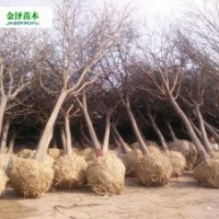 國槐報價-國槐基地