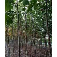 山西運城絳縣供應(yīng)法桐