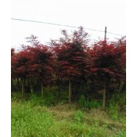 優(yōu)價(jià)供應(yīng)各種規(guī)格紅楓，紫薇，紅葉李