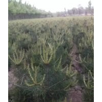 國槐白皮松供應(yīng)