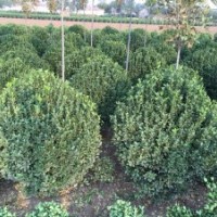 供應(yīng)各種規(guī)格大葉黃楊，北海道，櫻花紫葉李