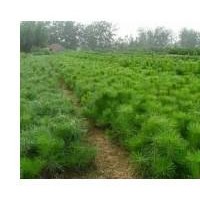 大量供應(yīng)白皮松、華山松、油松、樟子松