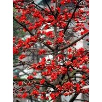 供應(yīng)木棉 木棉樹苗 扁桃 扁桃樹苗 黃槐 黃槐樹苗