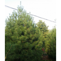 供應(yīng)大量精品白皮松、大規(guī)格櫻花、玉蘭、紅葉李