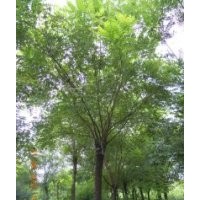 低價出售金葉榆