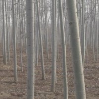 【直銷】毛白楊、國(guó)槐、法桐、白臘、臭椿、垂柳、