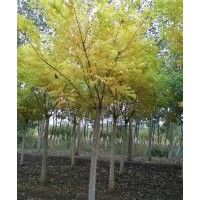 供應金枝槐