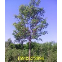 低價(jià)出售此昂花槐