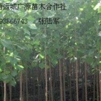 5公分速生楊大量低價供應