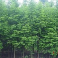 苗圃最新供應(yīng)米徑5公分6公分7公分8公分水杉價格 水杉基地