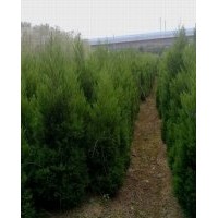 江蘇蜀檜價格 南京蜀檜價格 蜀檜工程苗