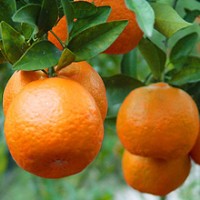 供應(yīng)金桔樹苗 柑桔樹苗 橙苗 紅心橙樹苗 桔子樹苗 橙子苗 年桔苗