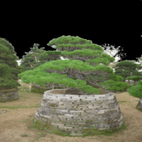 0007號(hào)25公分以上3年培植日本進(jìn)口精品造型黑松