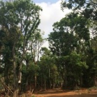 昆明宏達(dá)滇樸基地—樸 樹 滇 樸—常 年 供 應(yīng)