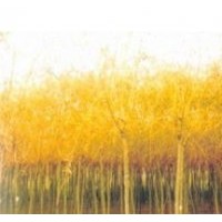 金絲垂柳、山桃、杏樹、新疆楊、小美旱楊、金葉榆、果樹