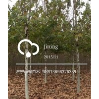 誠(chéng)信經(jīng)營(yíng)出售法桐，國(guó)槐，白臘