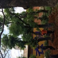 出售滇樸，黃連木，清香木，馬櫻花，皂角