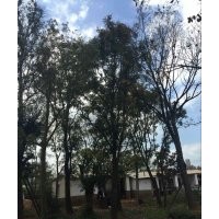 滇樸 黃連木 清香木