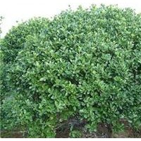 供應(yīng)豆辨黃楊，豆辨黃楊苗，豆辨黃楊球，黃楊球工程苗