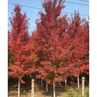 美國(guó)紅楓，北美海棠，北美紅櫟，加拿大紅楓，挪威槭，美洲椴樹，