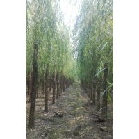 嫁接垂柳 大垂 柳樹 國槐