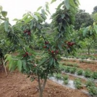 山西櫻桃樹(shù) 苗圃櫻桃樹(shù) 精品櫻桃樹(shù)