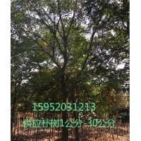 15公分樸樹，15樸樹報(bào)價(jià)，樸樹