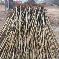 4公分法桐5公分國槐繼續(xù)上貨，有要貨的，前來預(yù)訂15753713300