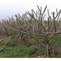 500棵9分至10分地苗紅花雞蛋花