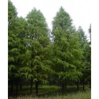 10公分中山杉 10公分中山杉 10公分中山杉