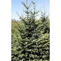 經(jīng)營云杉和青杄