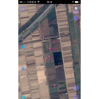 初春苗木銷售預(yù)定合歡樹 白蠟 法桐