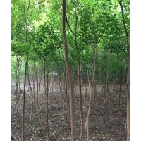 供應(yīng)烏桕