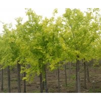 北京哪里有賣紅葉紅花桃樹的~黃葉榆樹