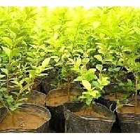 妍宇苗木基地，供各種行道樹:松柏類:彩色觀花色塊類